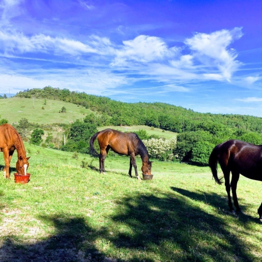 DEMEURES MAISONS PATRIMOINE : Domaines / Propriétés | LIMOUX (11300) | 305.00m2 | 995 000 € 